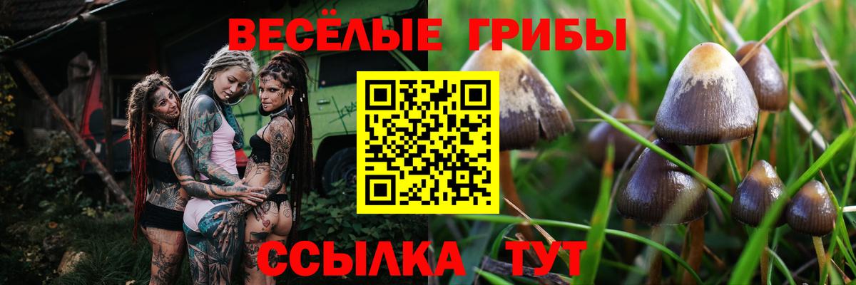 Галлюциногенные грибы Cubensis  закладки  Белая Калитва 